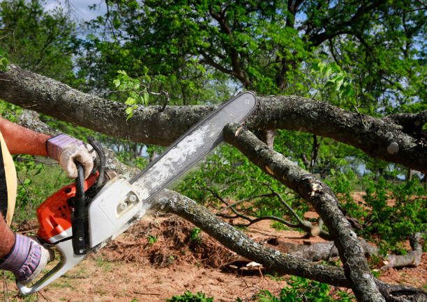 Best Commercial Tree Services  in Marionville, MO